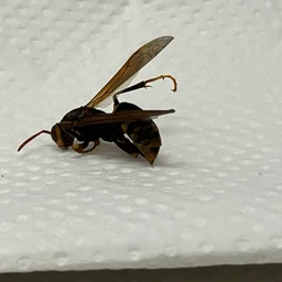 熊